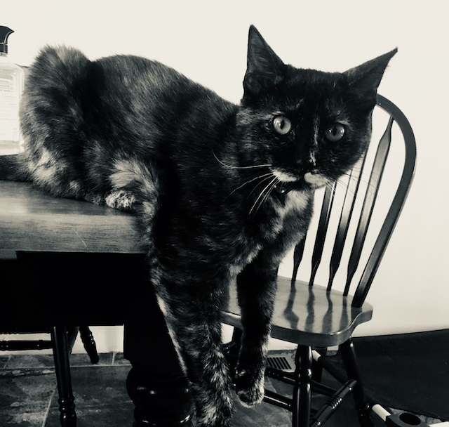 A picture of a black cat with tan spots and the markings of a mustache on her face.