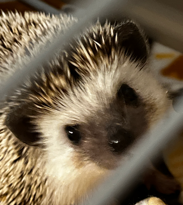 A picture of Toto the Hedgebob.